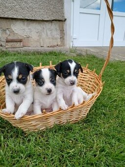 Šteňatá Jack Russell teriér