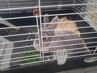 Predám klietku veľkú komplet plus krásneho zajačika