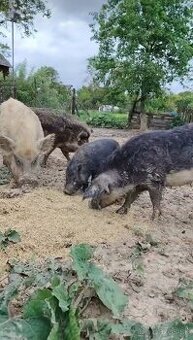 Mangalica