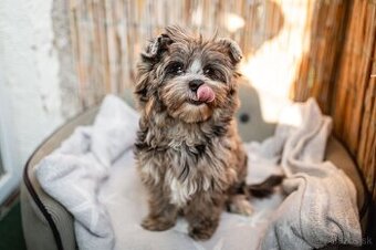 Merle Yorkshire s PP, Yorkshire terrier, Jorkshire, Yorkshir
