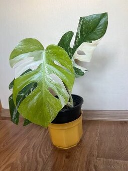 Monstera albo - 1