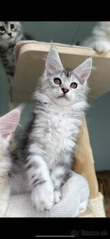 Maine Coon s PP Mainská myvalia mačiatka ❣️