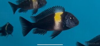 Africké cichlidy, rôzne druhy