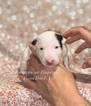 Miniaturní bulteriér Konstantine Emperor - 1