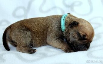 Stafordšírský bulteriér - pejsci s PP - 1