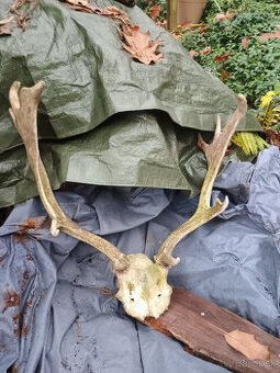 Parohy, zhody, trofej - aj výmena za včelársku literatúru