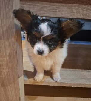 Papillon s rodokmeňom (PP)