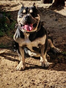 American Bully POCKET tricolour Krytie