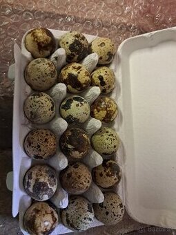 Predaj domácich prepeličích vajec