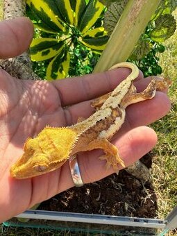 Terárium + Pagekon riasnatý Crested gecko