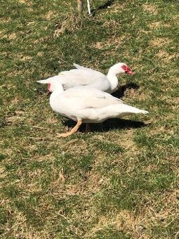 Na predaj 2x káčer