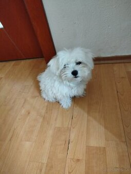 Mini maltezak