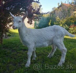 slovenská biela koza - 1