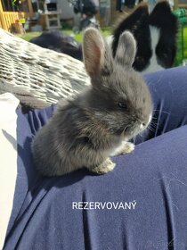 Predám zakrslých králikov (Všetci sú rezervovaný)