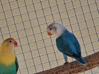 Agapornis fisher