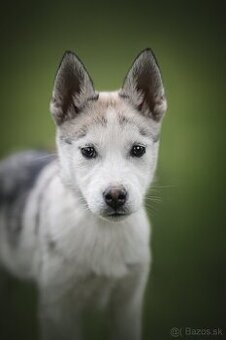Sibirsky husky s PP