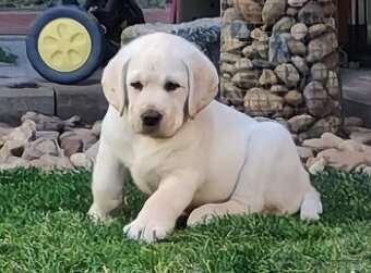 Labrador retriever -šteniatka s PP