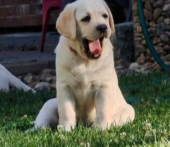 Labrador retriever -šteniatka s PP