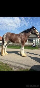 Clydesdale . Shire