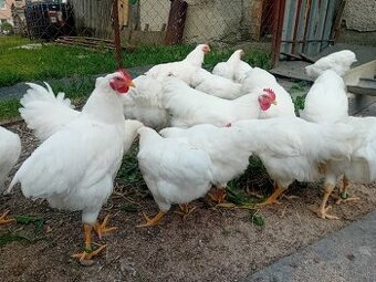 Plymutka biela