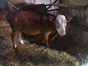 Predám jalovicu ss REZERVOVANE - 1