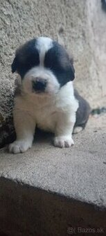 Moskovský strážny pes