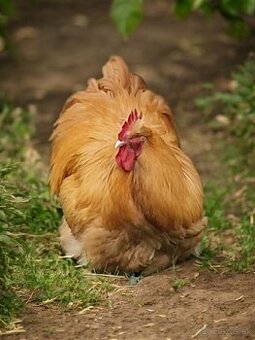 Kohút Orpingtonka žltá