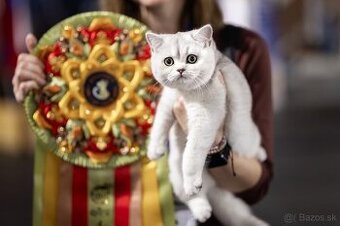 Fresco Special Edition, SK - britský strieborný tieňovaný