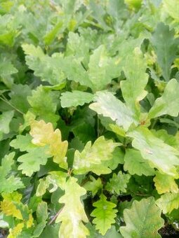 Sadenice Dub letny, (quercus robur)