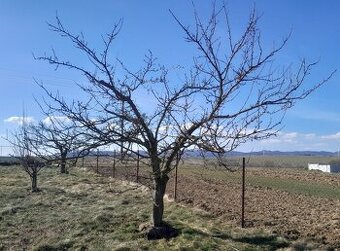 Rez a strihanie ovocných stromov