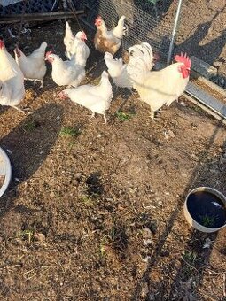 Predám násadové vajcia