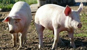 Predám prasata cca 50,60 Kg