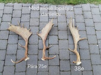 Trofej parožie daniel
