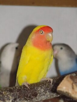 Agapornis