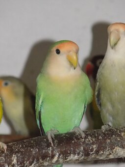 Agapornis
