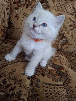 Ragdoll macicka blue lynx mitted