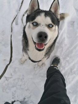 Darujem huskyho