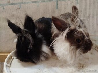 Darujem zakrsle králiky