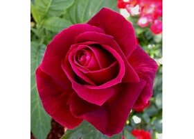 Ruže, rózsa, stromčekové ruže,  rózsafa - 1