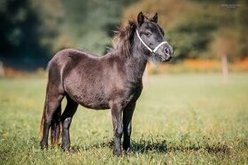 Falabella hřebci (minyhorse minypony pony) - 1