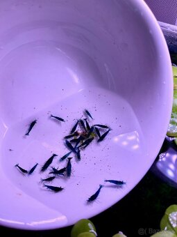 Krevetky (Caridina + Neocaridina)+rastlinky
