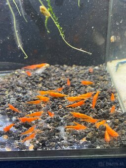 Krevetky (Caridina + Neocaridina)+rastlinky
