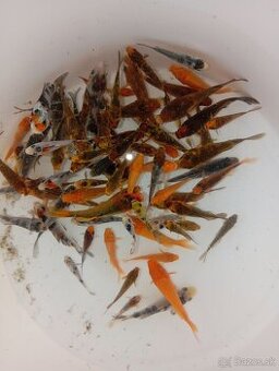 Koi kapre