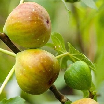 Sadenice fig