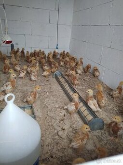 Predám 1,5 mesačné kuriatka nosníc lohman Brown