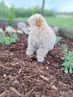 Oranžový špic -Pomeranian