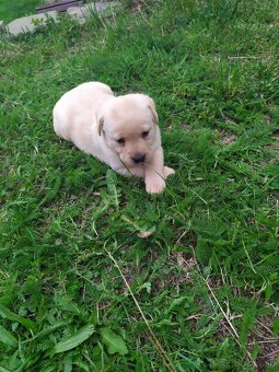 Čistokrvné šteniatka labradora
