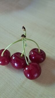 Višne visne