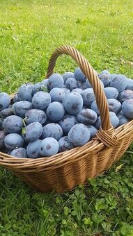 Predám slivky 1.50€ /kg