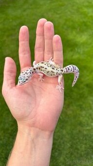 Gekončík nočný - samice 2025